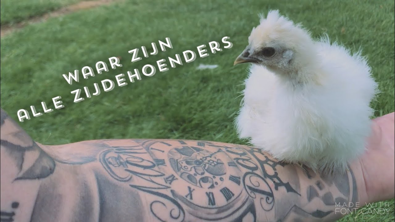 Waar zijn alle kippen?? Broedse zijdehoenders...