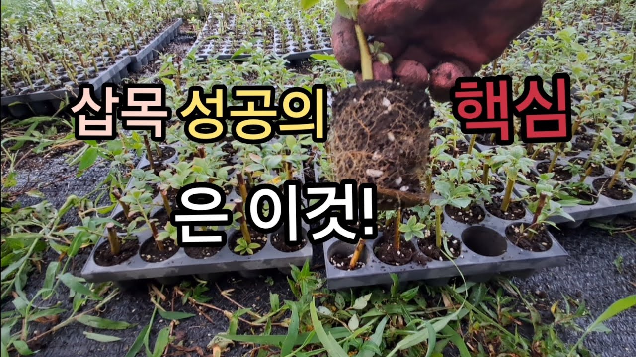 초보자도 100프로 성공하는 삽목 리얼 후기.