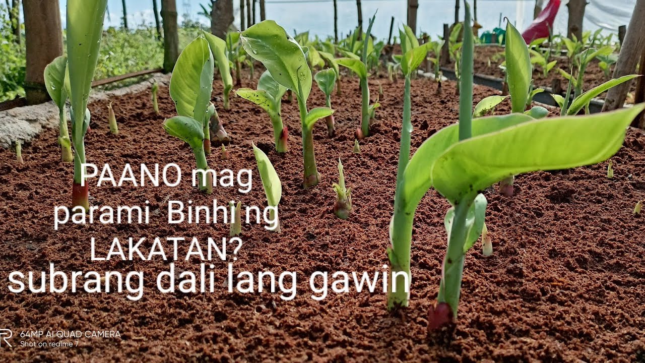 LAKATAN Paano mag parami ng binhi?  +Tutorial modified own technology.