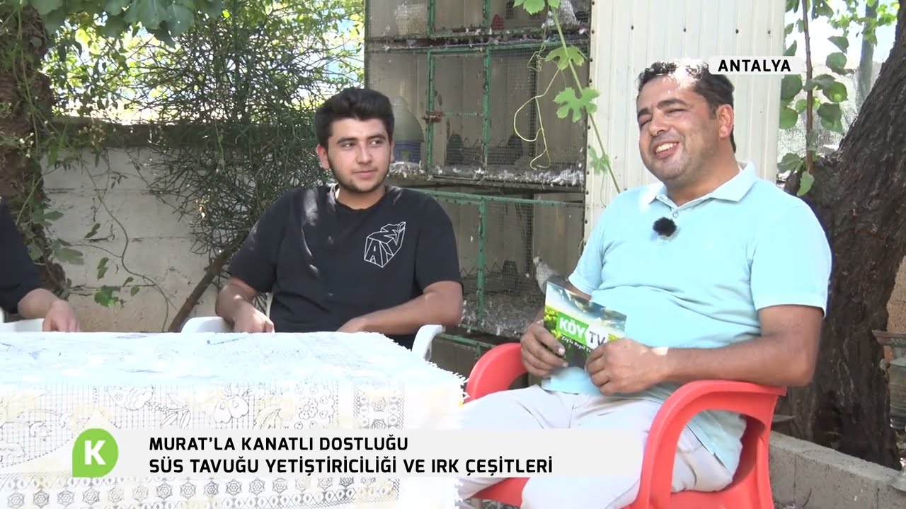 SÜS TAVUĞU YETİŞTİRİCİLİĞİ VE IRK ÇEŞİTLERİ | MURATLA KANATLI DOSTLUĞU