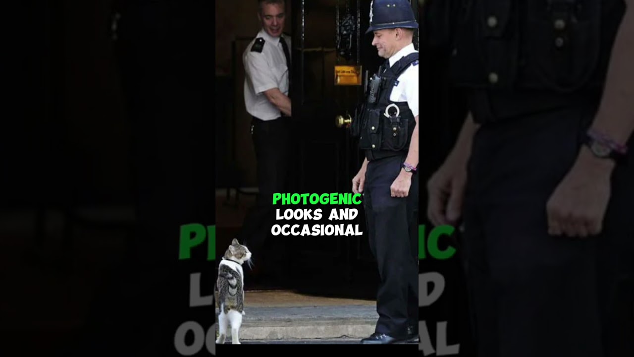 Larry the Cat &ndash; Britain&rsquo;s Official Chief Mouser #cat #catpaw #catlover #interesting #fluffy #facts