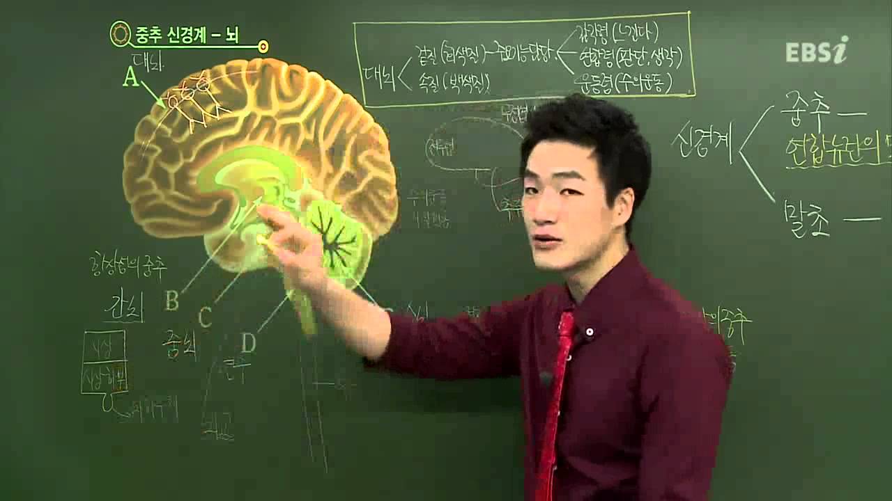 EBS [과학탐구]생명과학1-소뇌, 간뇌, 중뇌, 연수의 구조와 기능은?