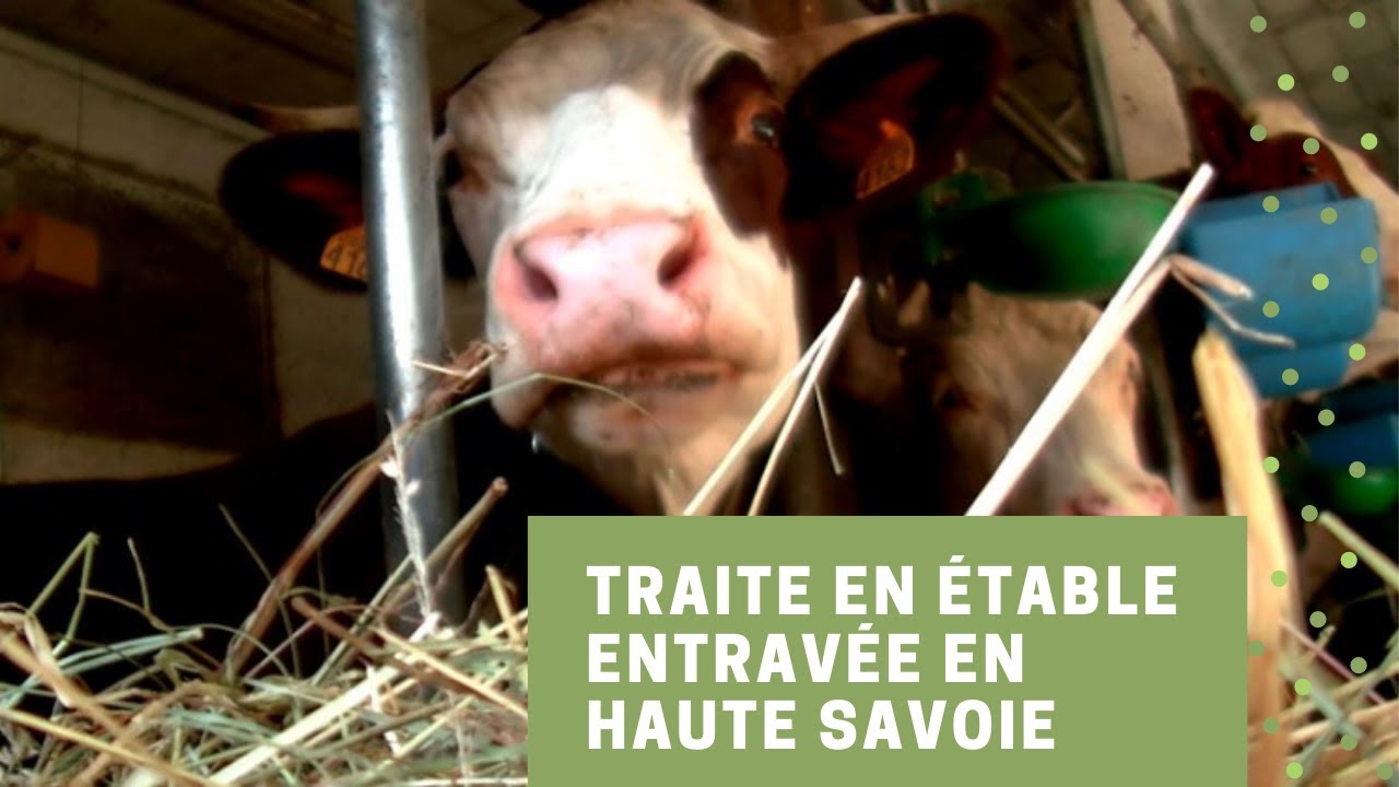 Traite en étable entravée en Haute Savoie