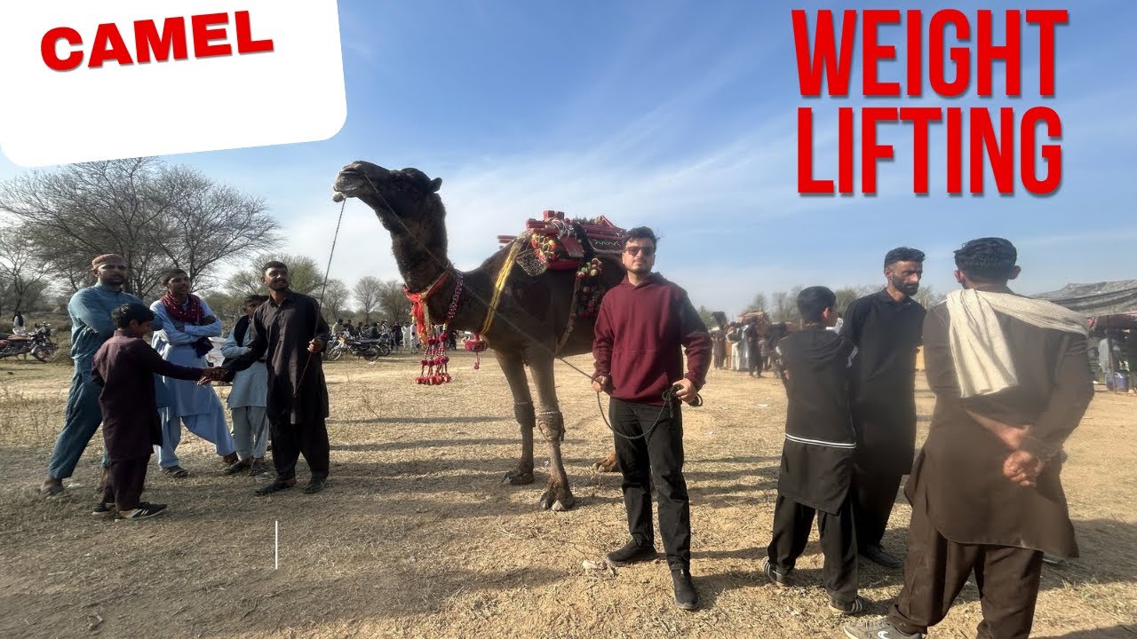 CAMEL WEIGHT LIFTING COMPETITION 🫠 