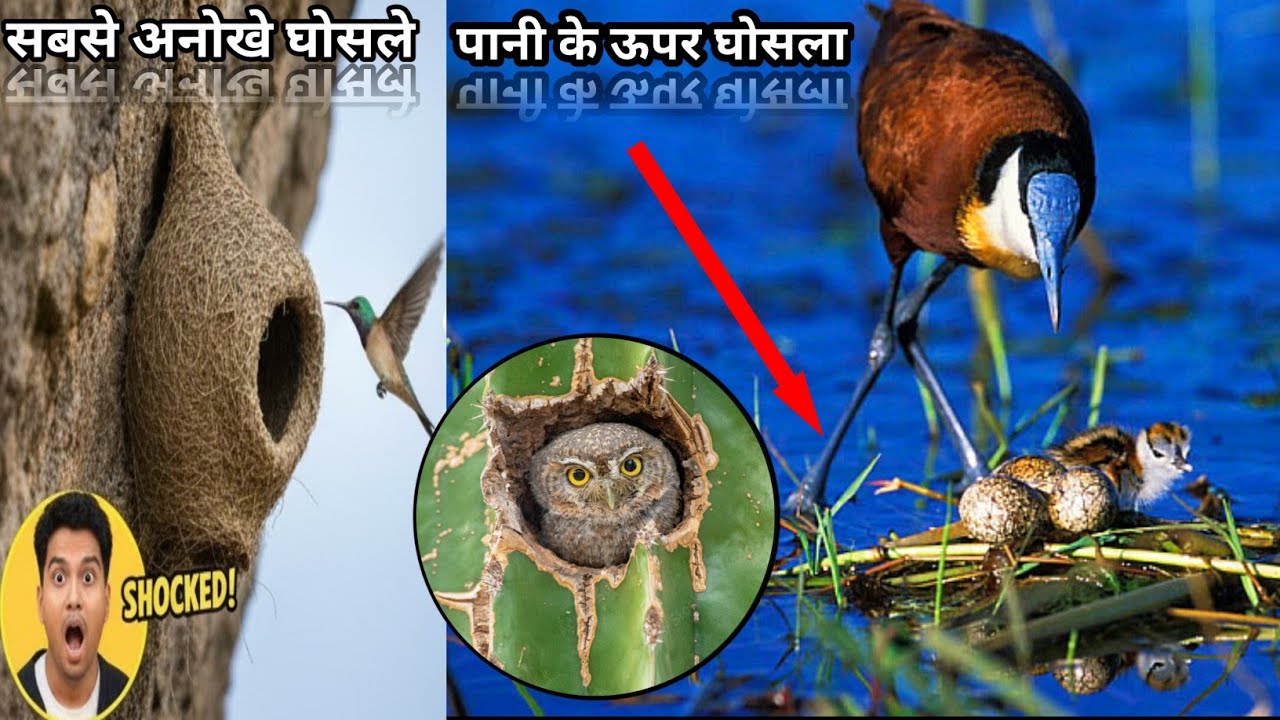 पक्षियों के अनोखे घोसले | Most beautiful birds nest in the world