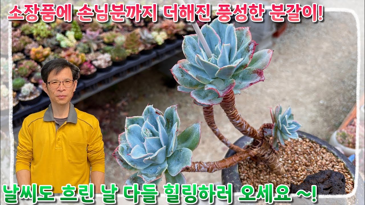 소장품에 손님분까지 더해진 풍성한 분갈이 !! 흐린날 다들 힐링하러 오세요 ~!