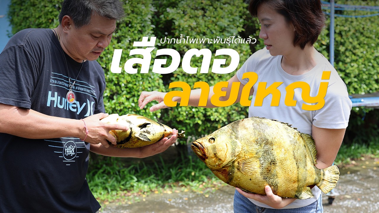ปากน้ำโพเพาะพันธุ์ได้แล้ว ปลาเสือตอลายใหญ่ Siamese tigerfish (Datnioides pulcher)