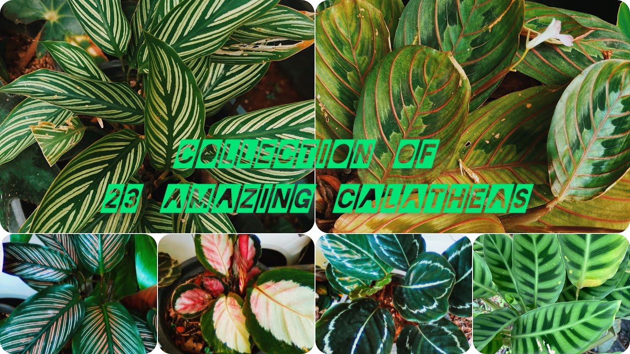 23 amazing varieties of Prayer plants in our garden