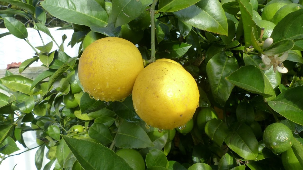 How to SUCCESSFULLY grow Citrus in a COOL climate.