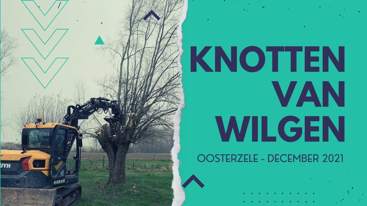 Knotten Van Wilgen