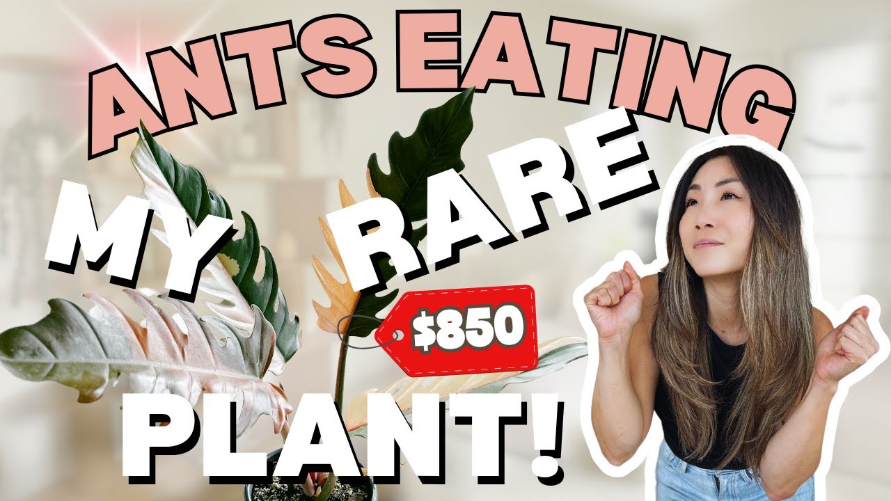 ANTS are EATING my $850 PLANT?! | Houseplant Care Routine + Tips | Plant Chores | Carmel Marble
