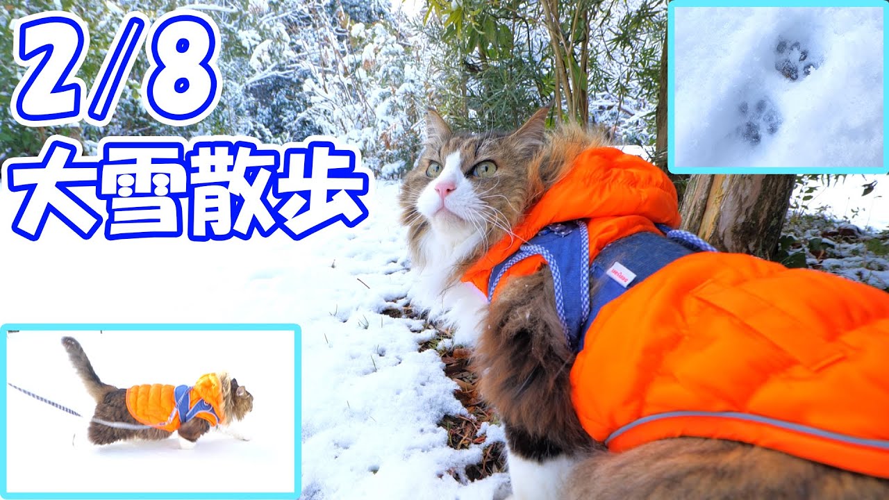 【2/8 】記録的な大雪で別世界となったお庭へ猫を連れ出した結果がヤバ過ぎました‥☃🐈　【ボス吉豪雪散歩】