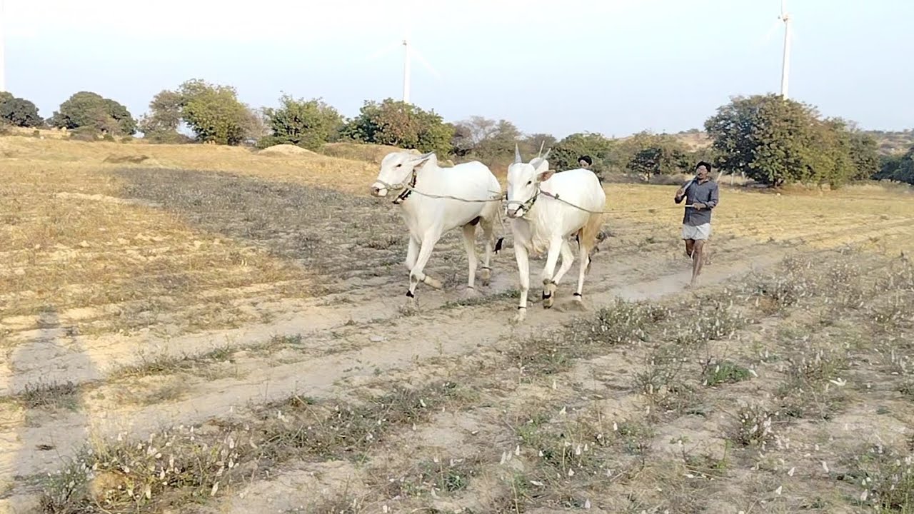 Palledoddi Harikrishna khillari bulls #comedy #beautifulfolksong #beautifulfolksong 