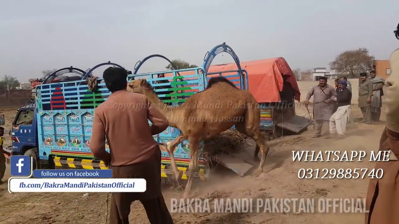 EXCLUSIVE ANGRY Camel Loading Video - Loading of Camel - Runaway Camel at Camel Market  2nd Feb 2018