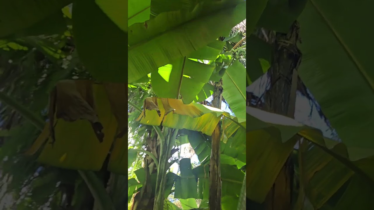 скрытый банановый полог центральной Флориды