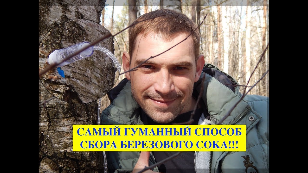 Берёзовый Сок. Когда Собирают березовый сок. Полезные Свойства сока. Добыча сока Без Вреда для Берёз