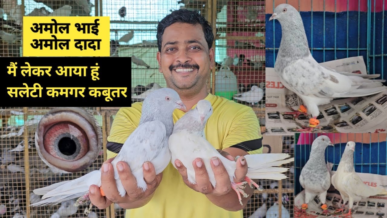 Amol Bhai (Amol Dada) Lekar Aaye He Red Eays Ke Salety Kamagar, Motiwale Golden Or Golden Kabootar.