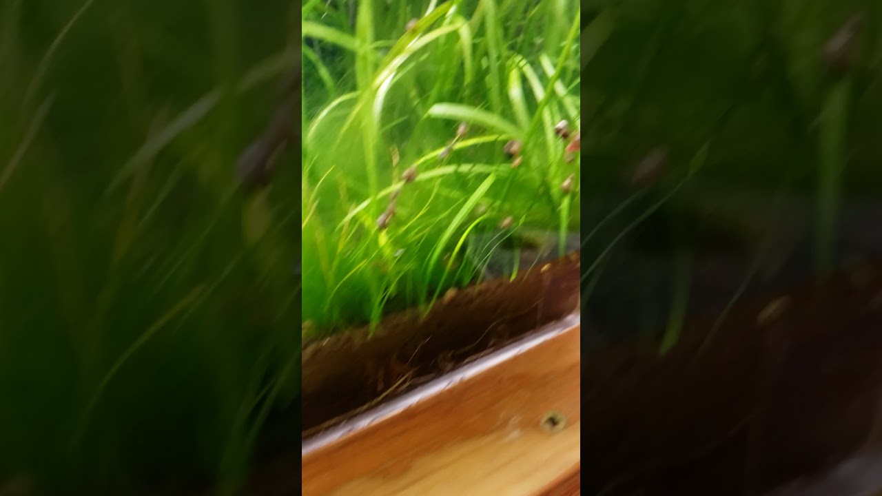 Feeding Shrimp SHRIMP FIT (short version) Bacter AE