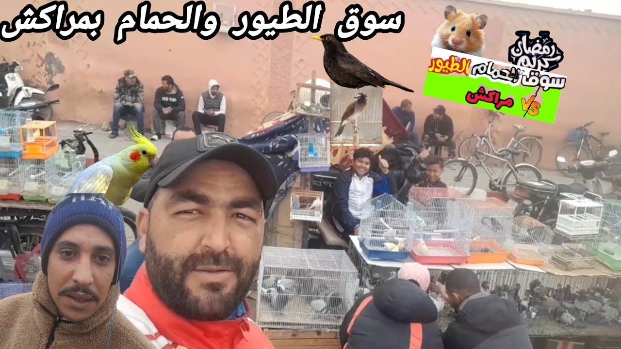 سوق الطيور والحمام بمراكش أجيو تشوف تمن جميع أنواع الحيوانات جديد سيدي يوسف بن علي 1/3/2026👌🪶