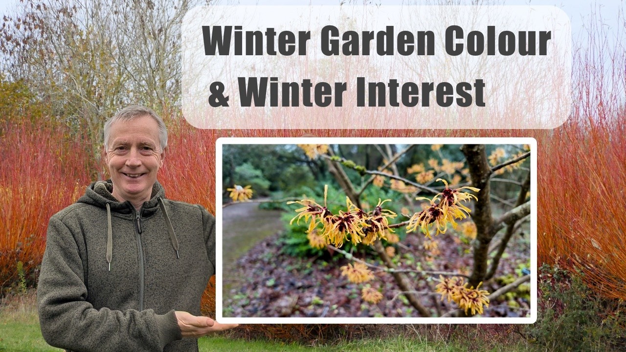 An Introduction To Winter Colour And Winter Interest In Gardens