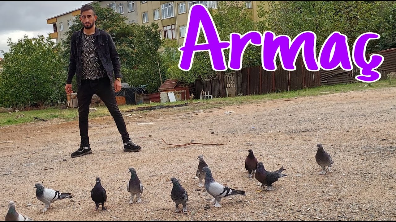 Pendikten Armaç Kardeşin, Oyun Kuşları.