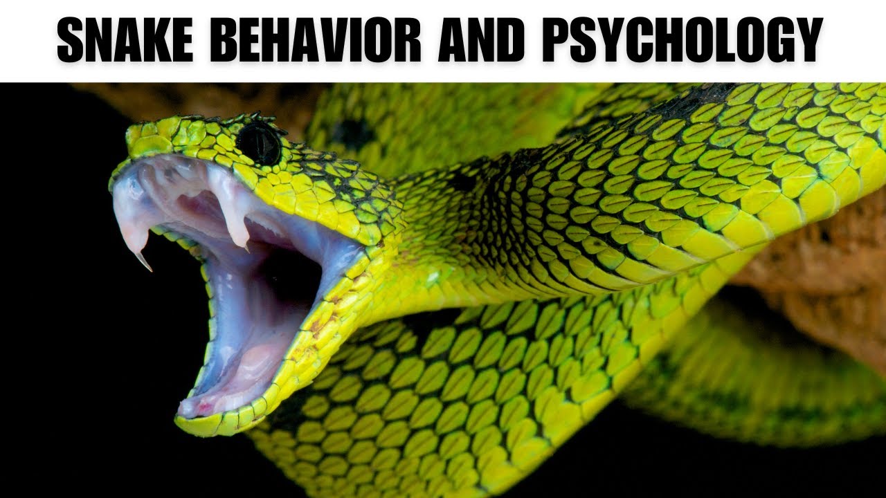 Snake  Behavior and Psychology | Interesting Facts | The Beast World