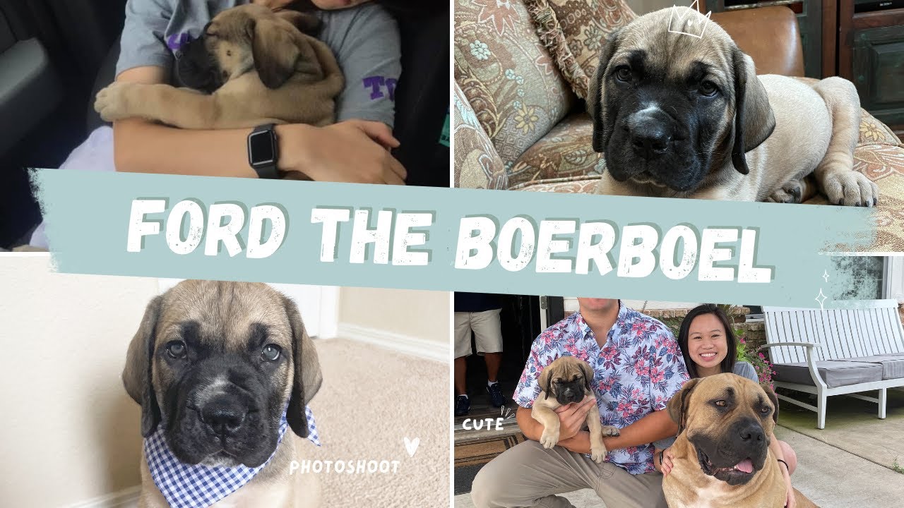 BRINGING FORD HOME - Our Third Puppy! | Leontix Boerboels