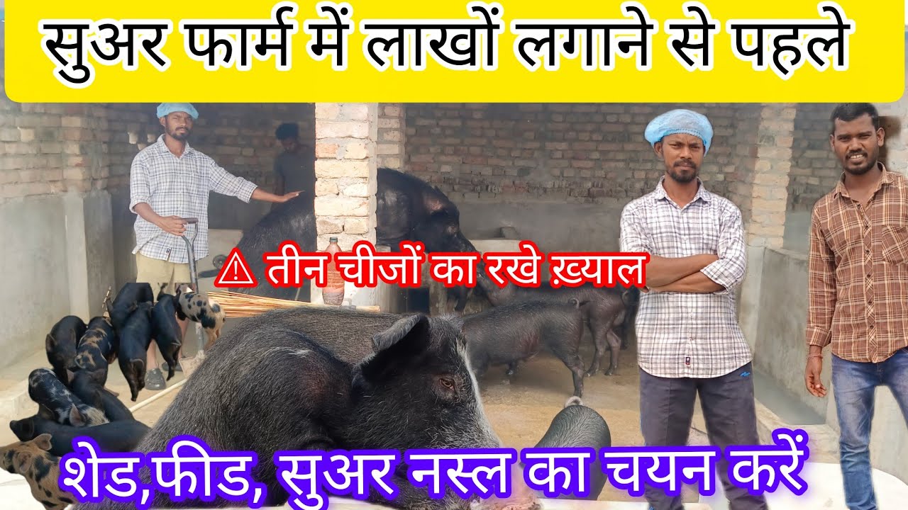सुअर फार्म में लाखों लगाने से पहले जान ले ।। Know before millions of pig farms @gyantriblog1530 