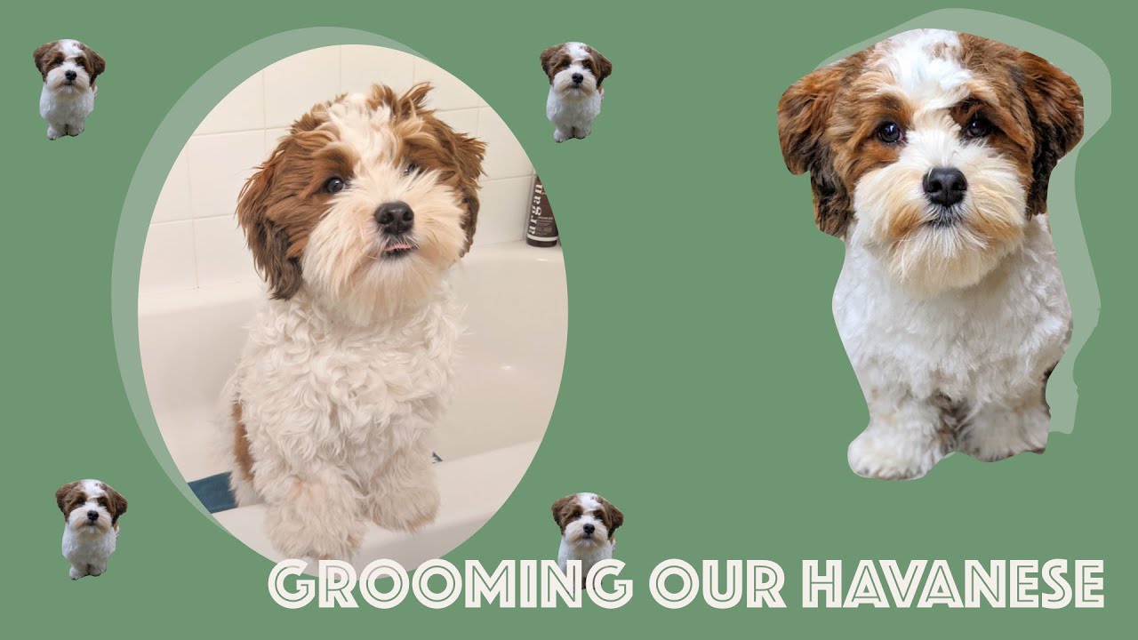 Grooming our Havanese Puppy