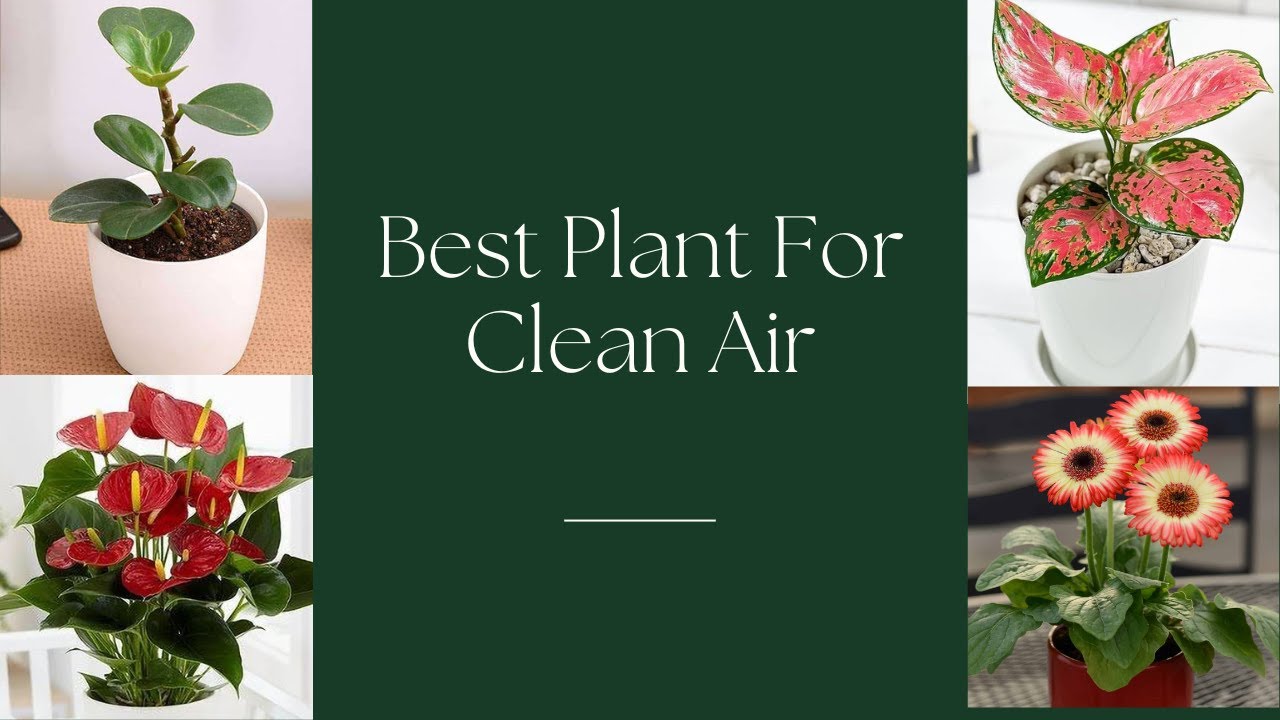 Очищающее воздух растение NASA для дома / Чистый воздух в помещении естественным путем / Здоровый...