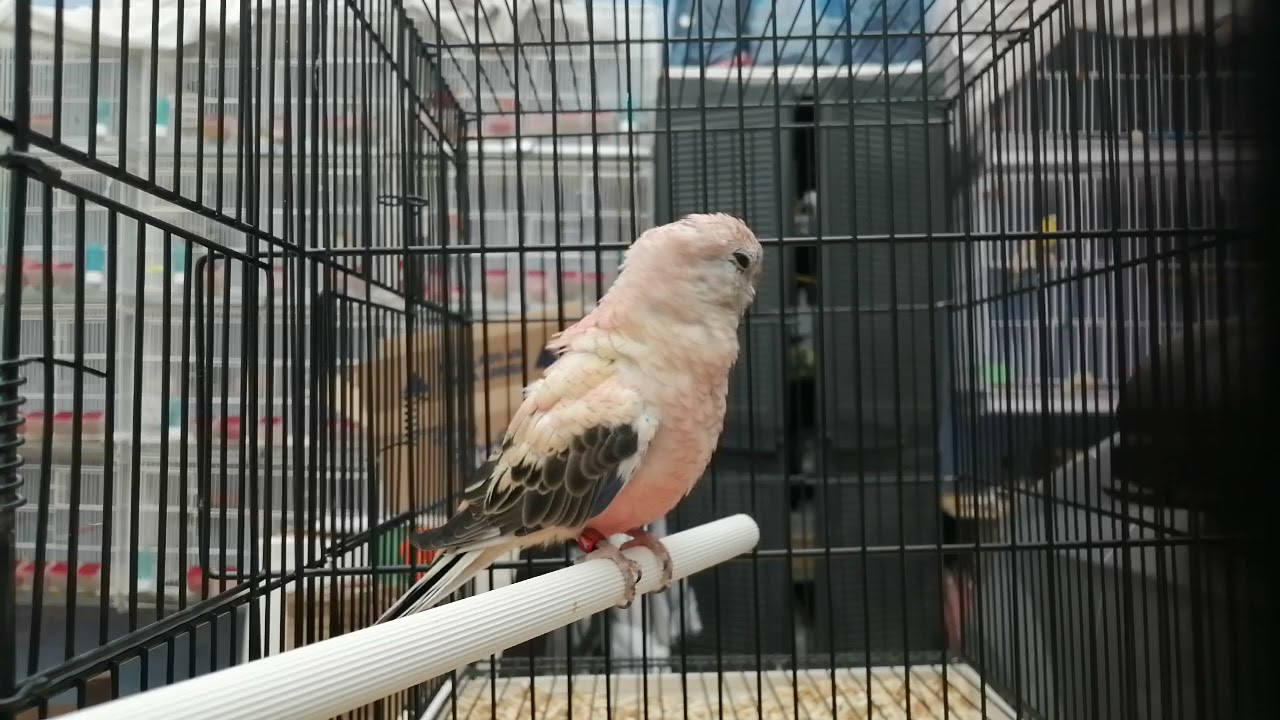 Periquito Bourke