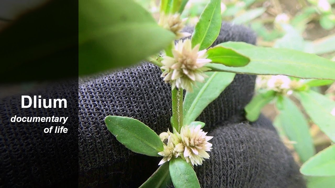 Альтернантера сидячая (Alternanthera sessilis)