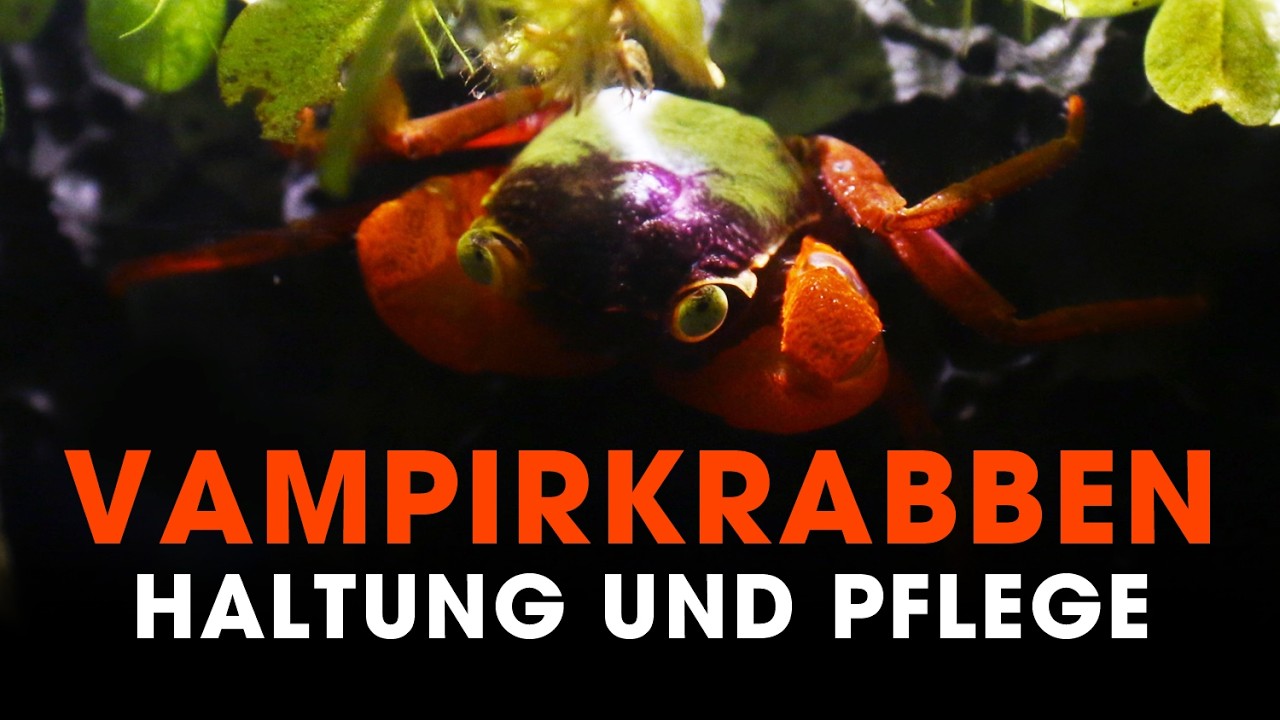 Vampire für Zuhause 🦀🦇 Haltung von Vampirkrabben
