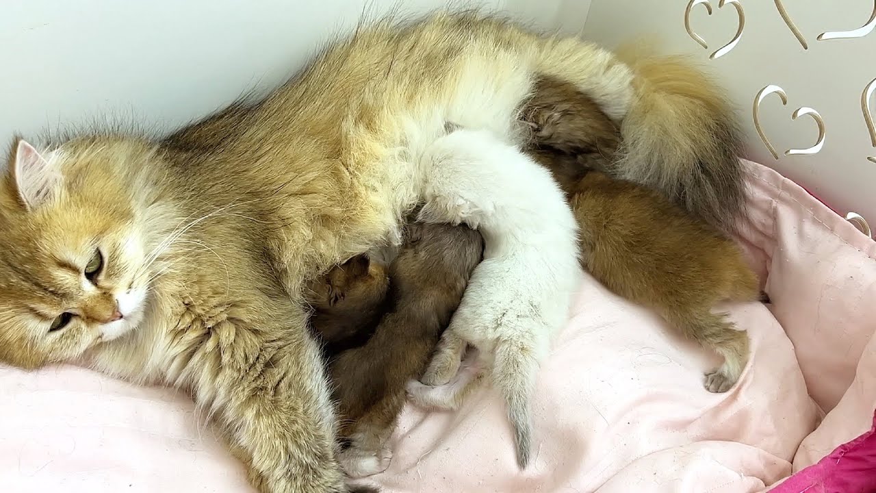 Котята дерутся из-за молока прямо на животике у мамы