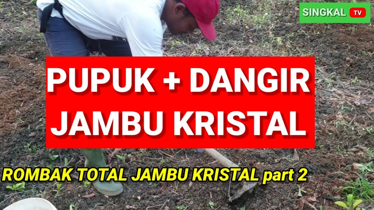 ROMBAK TOTAL KEBUN JAMBU KRISTAL, part 2 : pupuk+dangir