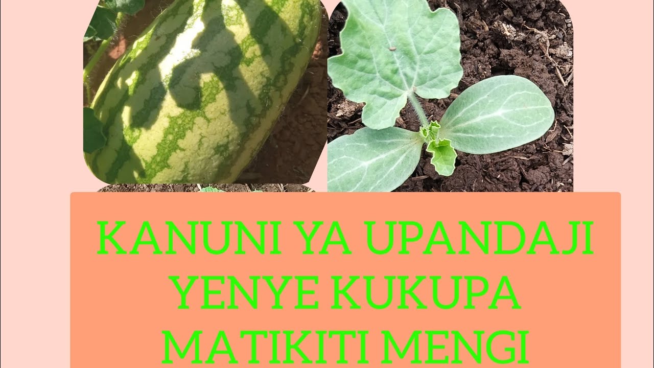 UKIPANDA HIVI HEKARI MOJA UNAVUNA MATIKITI MENGI SANA.