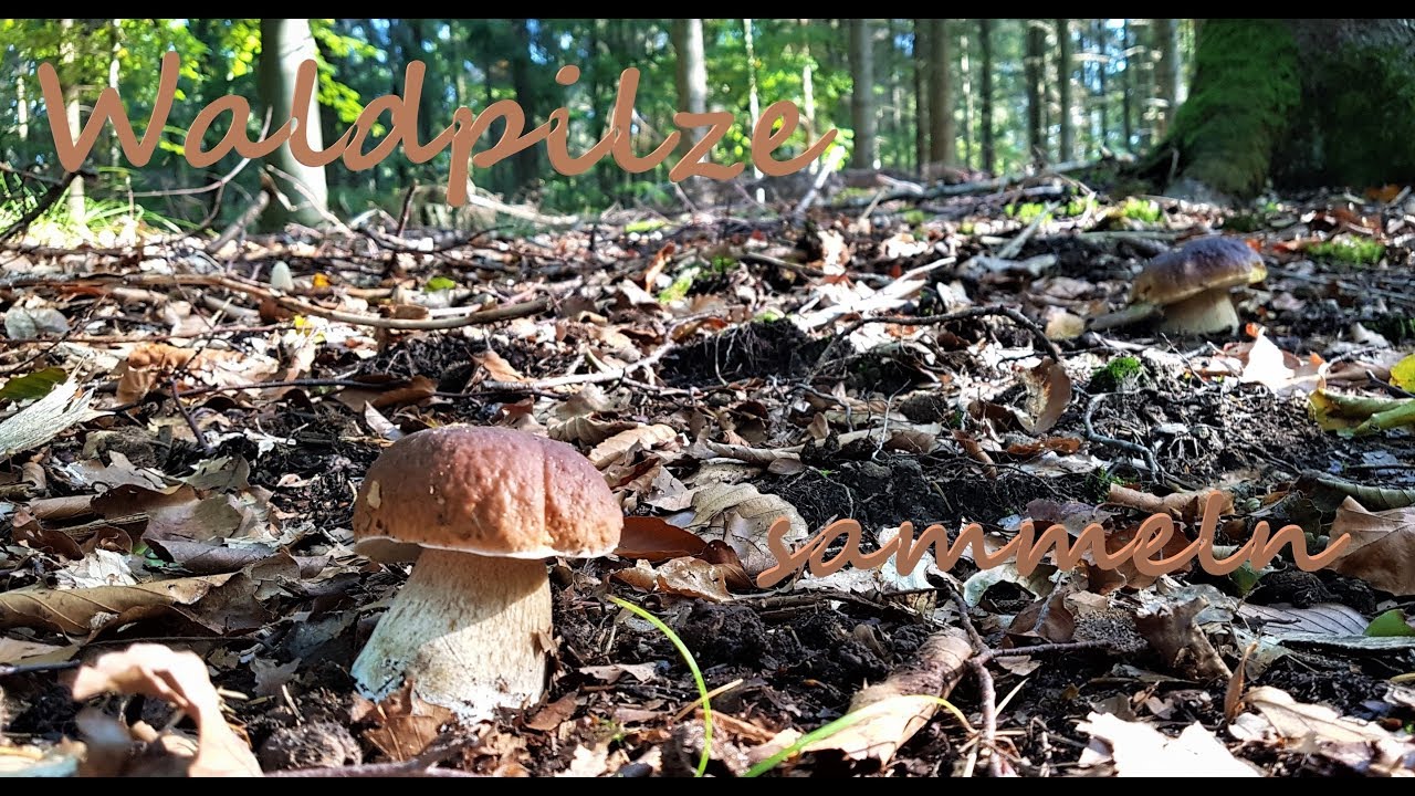 PILZE SAMMELN - Tolle Funde im Herbstwald 2019