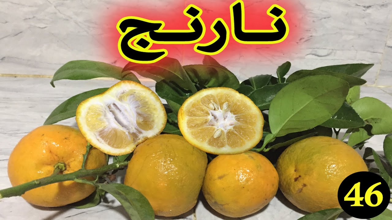 النارنج العشبة 46 من السلسلة التعريفية بالأعشاب الموجودة في المغرب البرتقال المر