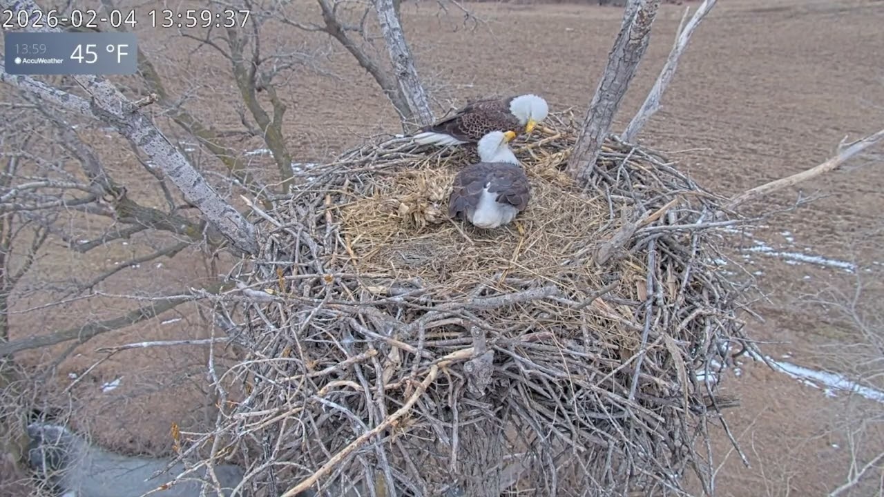Harvey wants time on his eggs! 🥰Adorable moments with Harvey.  2-4-2026 Kansas Bald Eagles