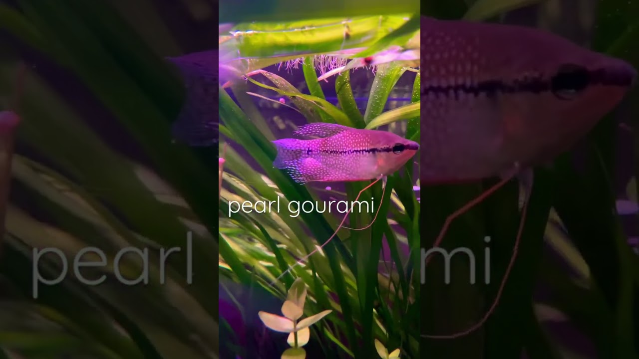 Pearl Gourami Male 