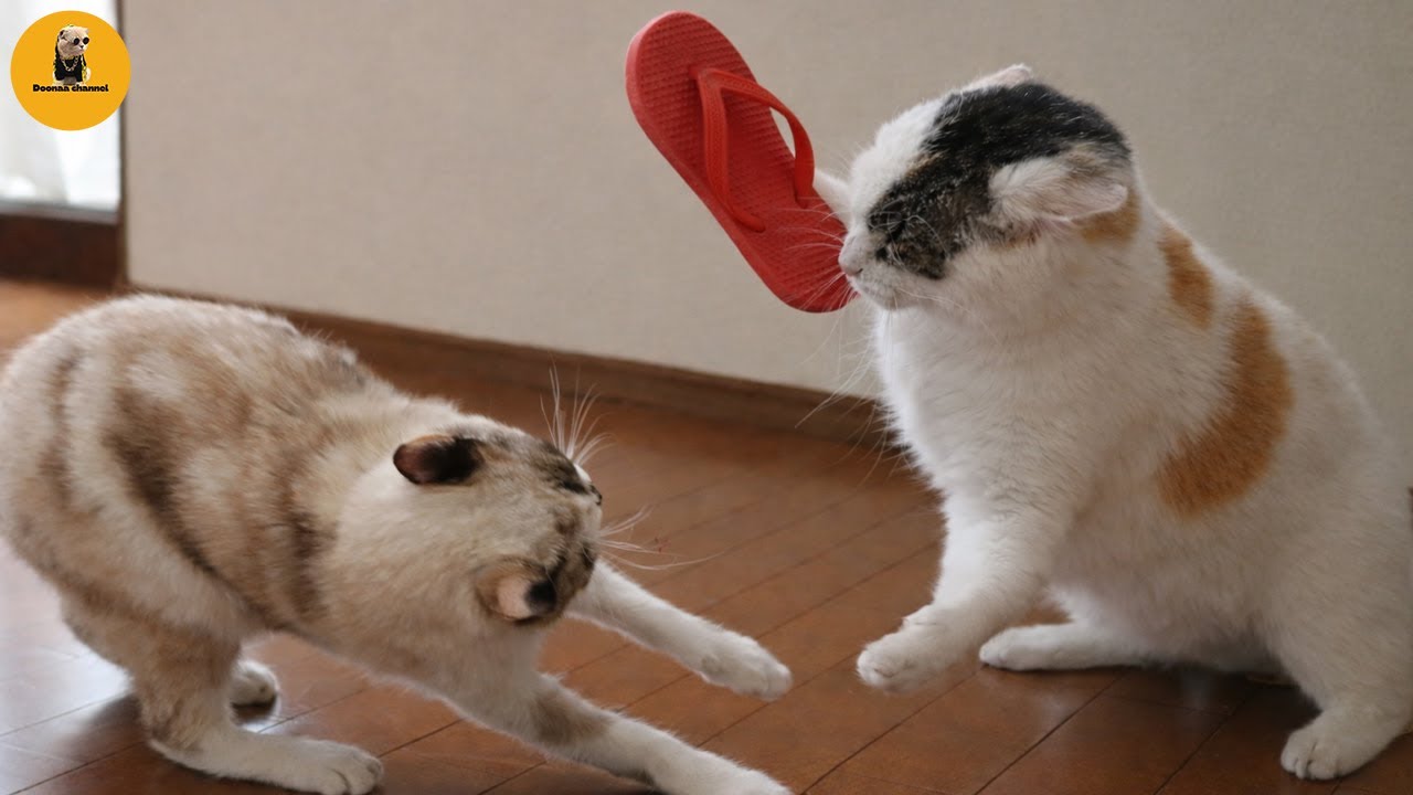 You Can’t Stop Laughing At These Pets 🤣 The Funniest Cat & Dog Moments Compilation 😁🐱 🤣