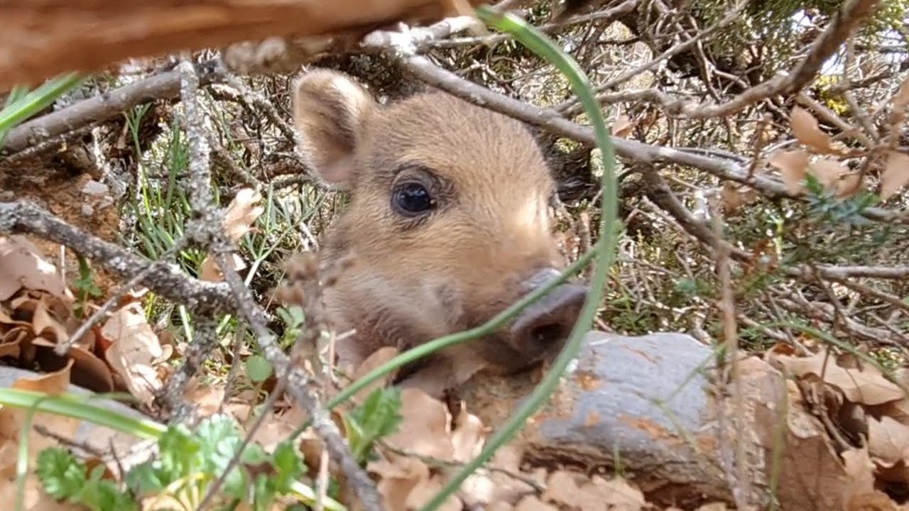 EN SEVİMLİ DOMUZ YAVRUSU.YAVRU DOMUZLARI BAŞIBOŞ KÖPEKLERDEN KURTARDIK