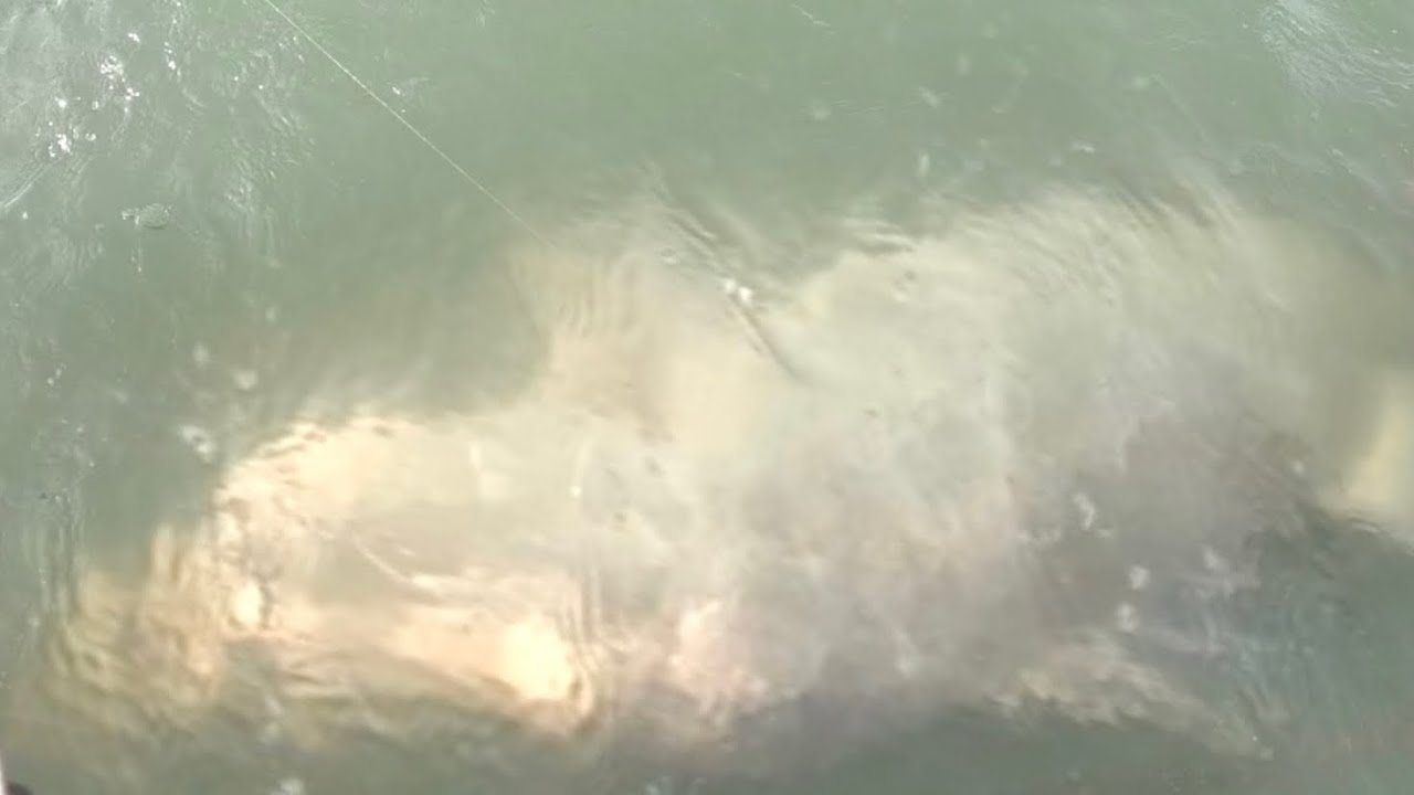 NGERI DISERANG SEGEROMBOLAN IKAN BESAR!! Mancing kakap putih