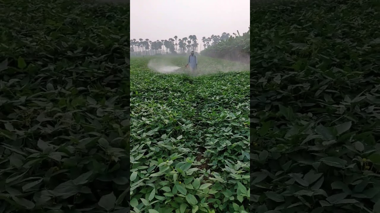 Blackgram ¤ LBG - 884 || Spreading pesticides || 