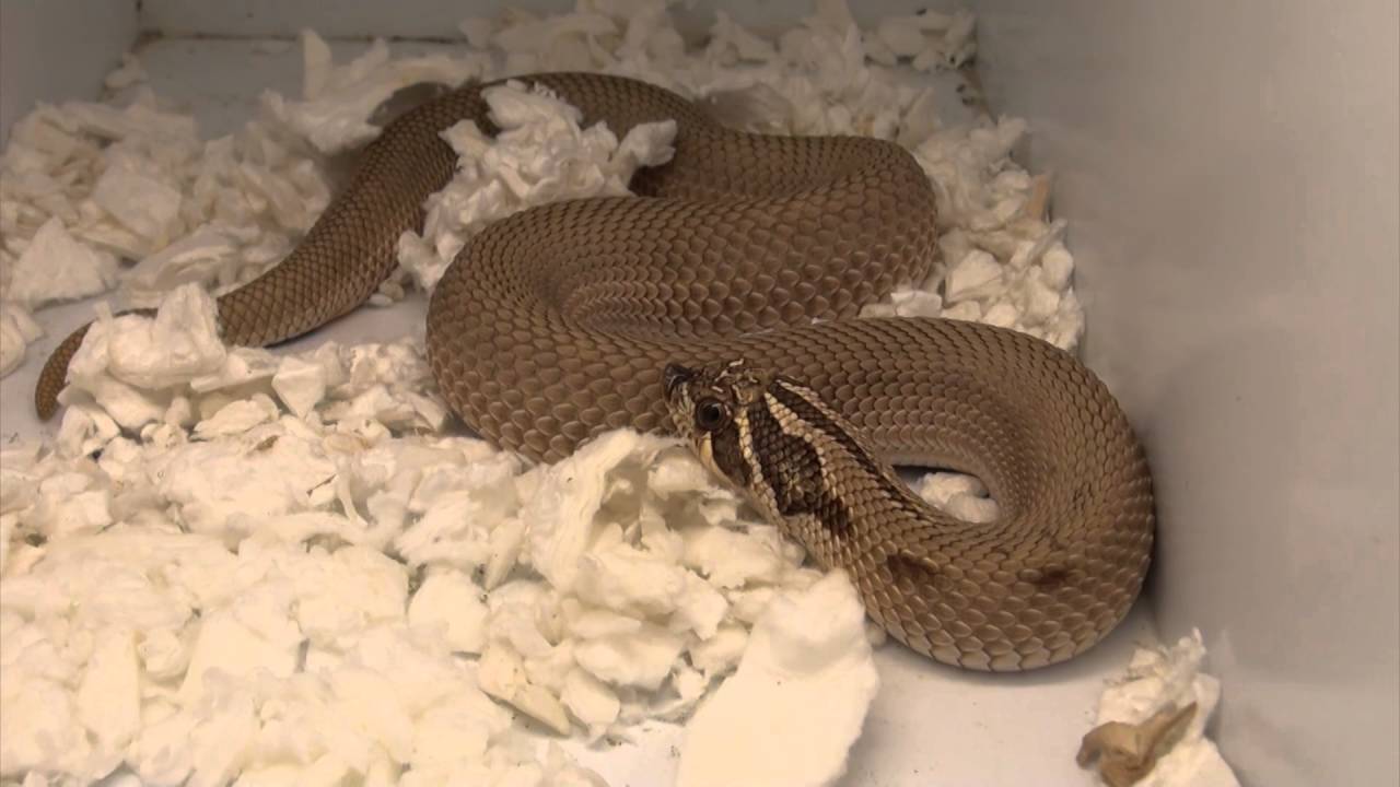 Super Conda Hognose Snakes For Sale. Buy at Big Apple Pet with Same Day Shipping.