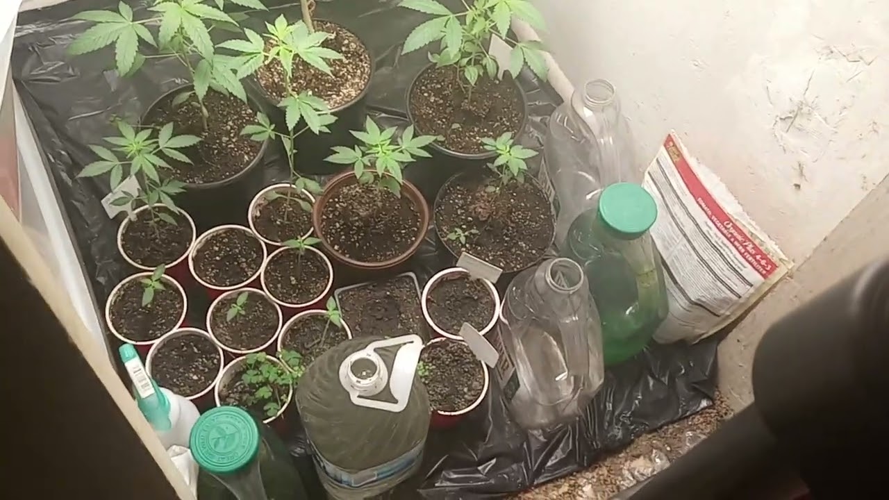 punchyloc1 genetics black diamond genetics and toysoja genetics All the way