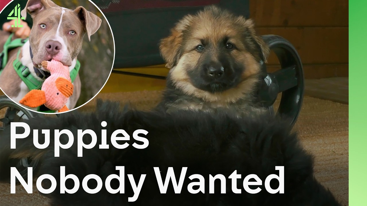 Щенки, которые никому не нужны | Собачья будка 🐶