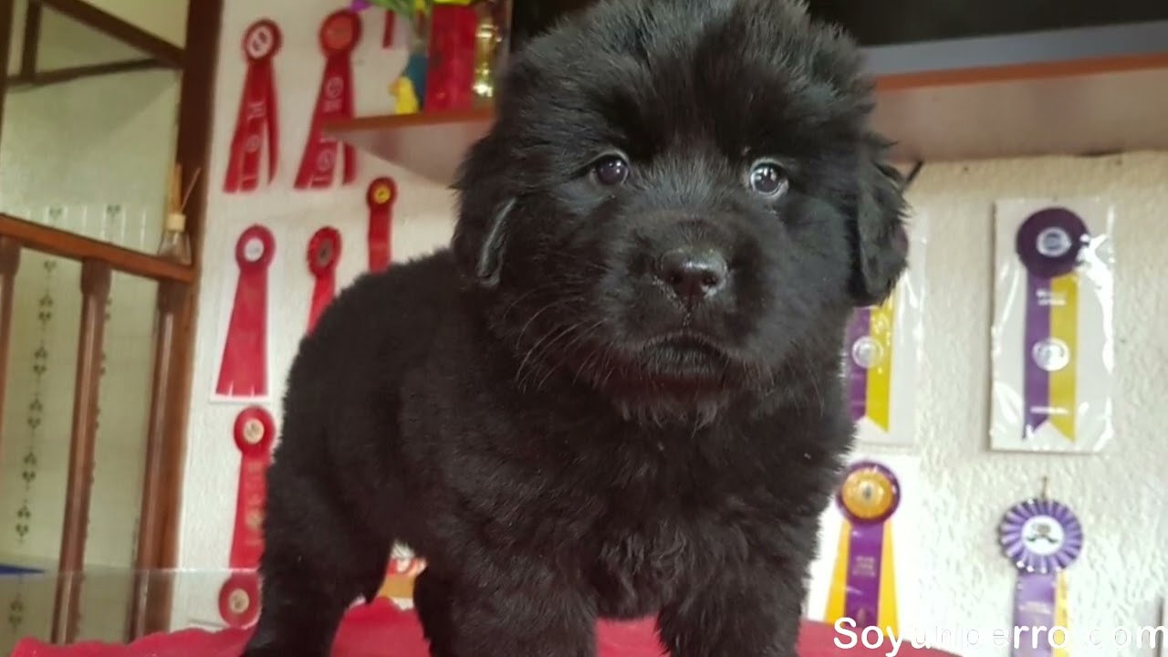 ¿Cómo es un perro Terranova? Guía de la raza