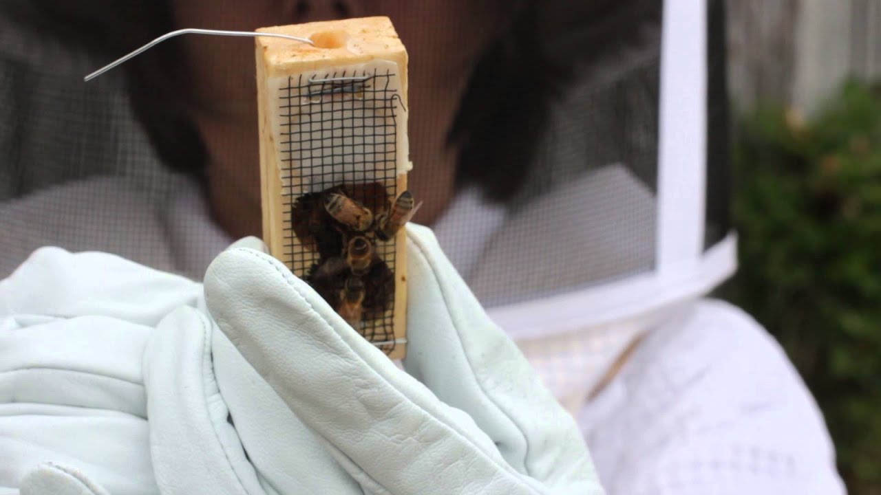 Kelley Beekeeping: How to install a 3 lb package of bees