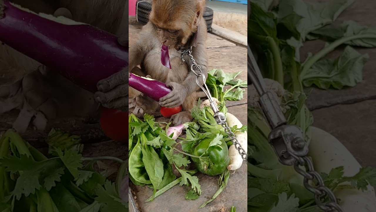 funny monkey eating vegetable👉🏻🐒🤑😍#youtubeshorts